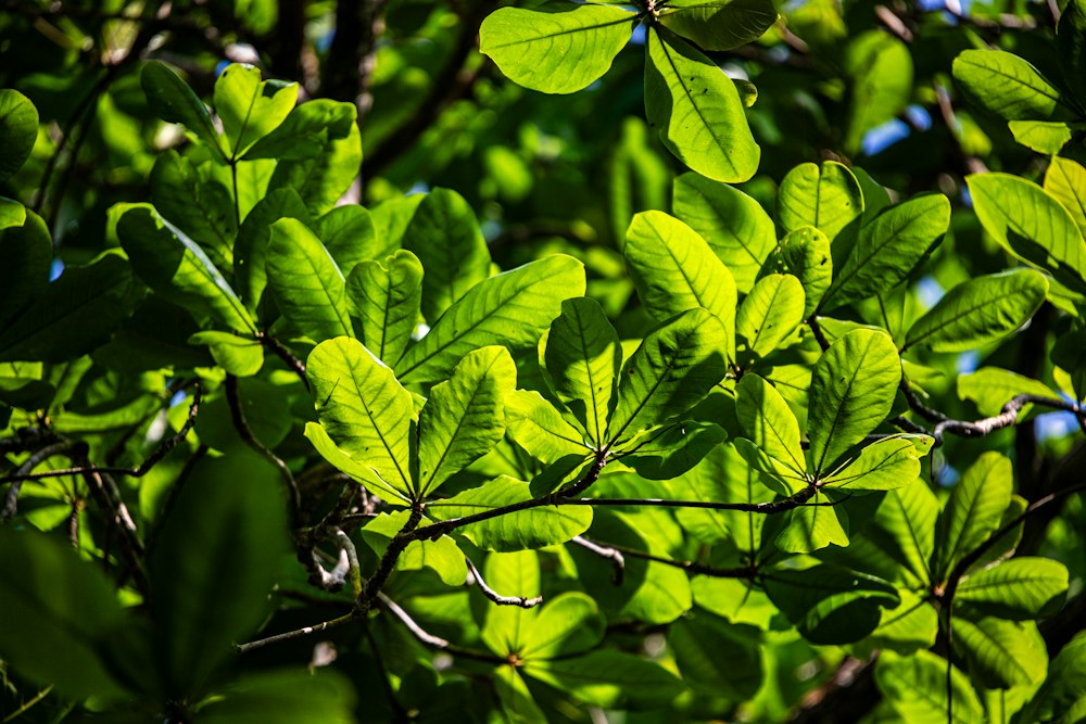 Close-up of fresh green leaves in sunlight