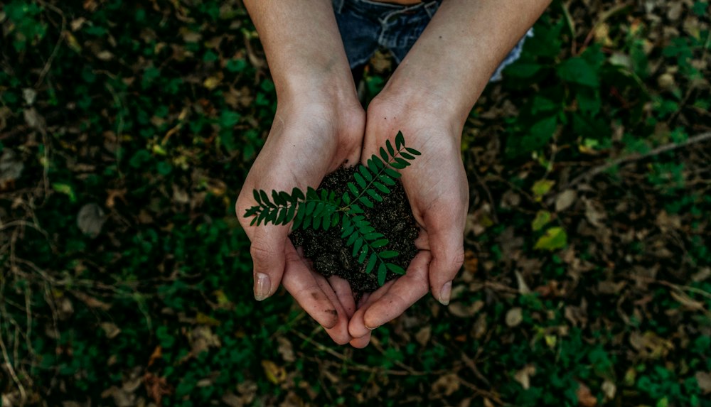 Cupped hands holding a young seedling in dark soil