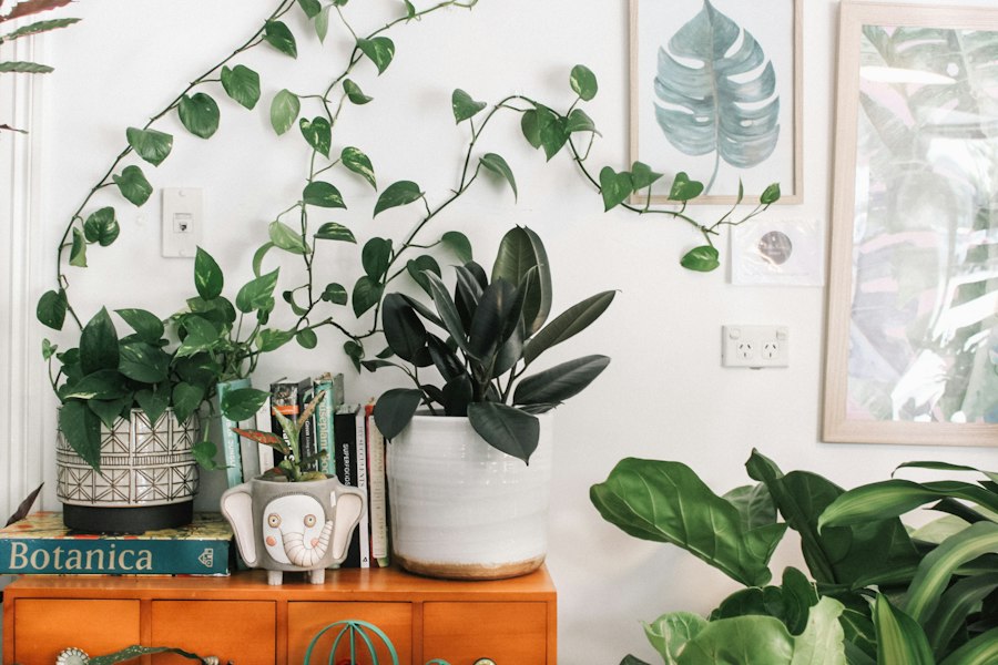 Green leafy houseplants beside a window