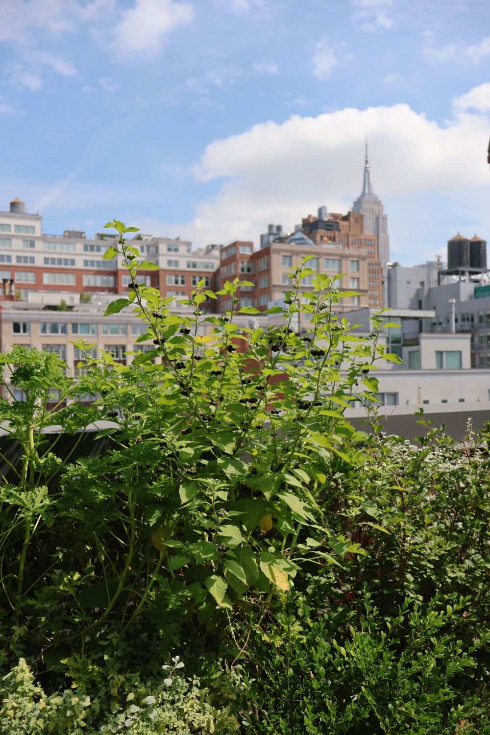 Green roof garden surrounded by city buildings