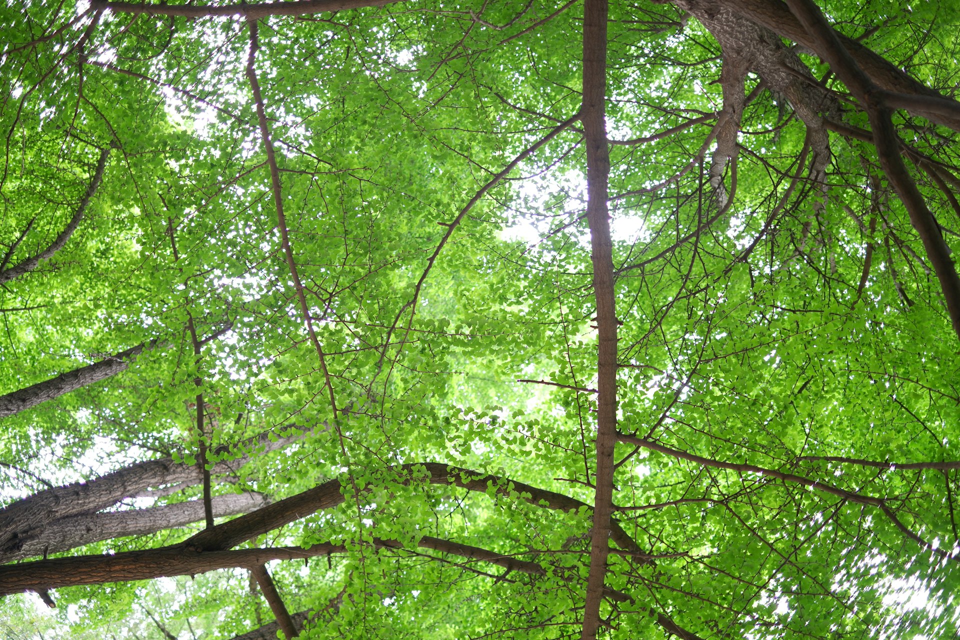 Looking up through a sunlit green tree canopy