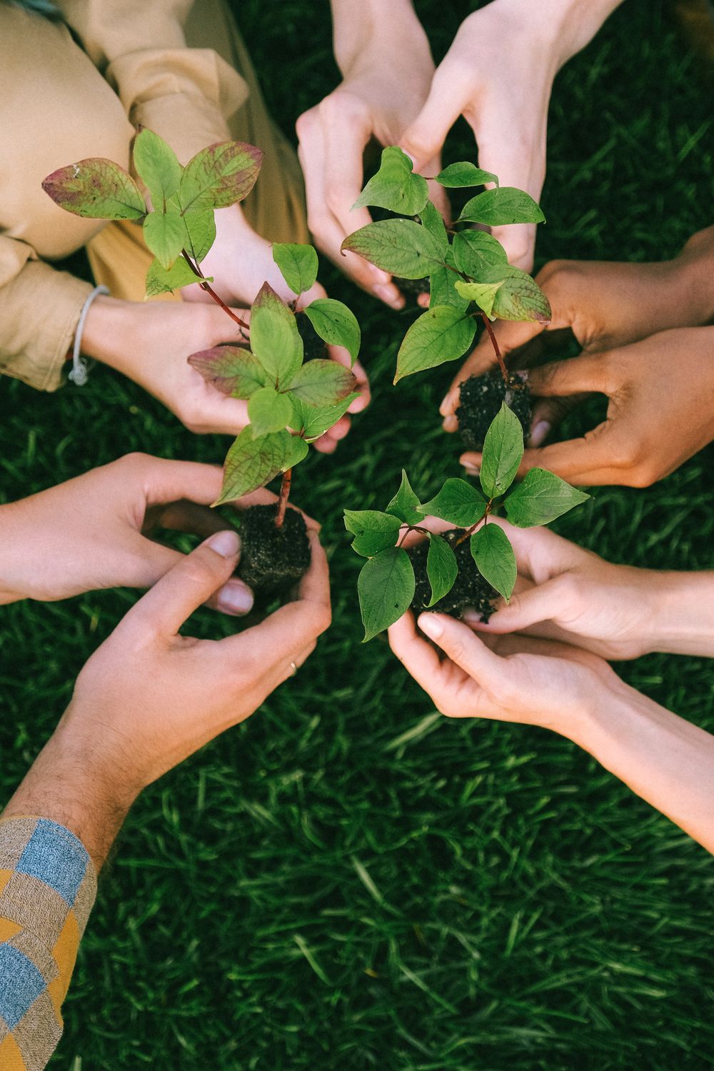 Many hands gathered around fresh green plants