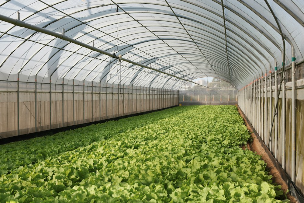Rows of young green plants growing in a bright greenhouse