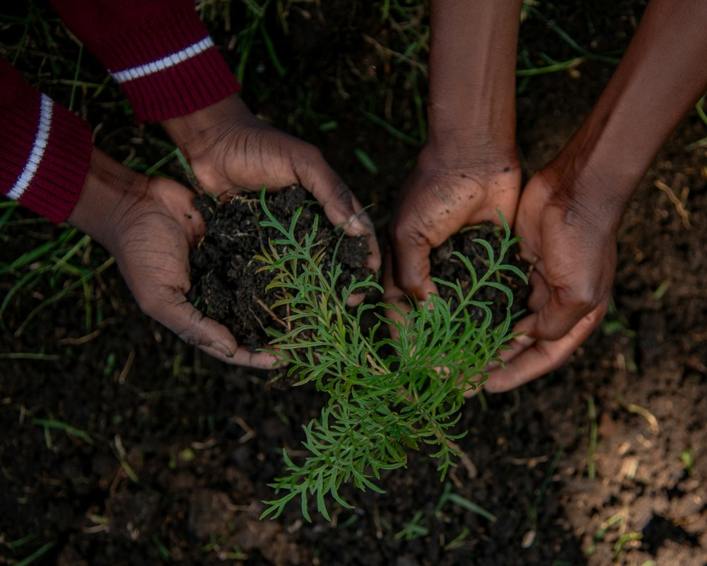 Two pairs of hands planting a small seedling together